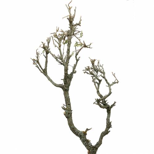 Floristik24 Carvalho decorativo bonsai natureza