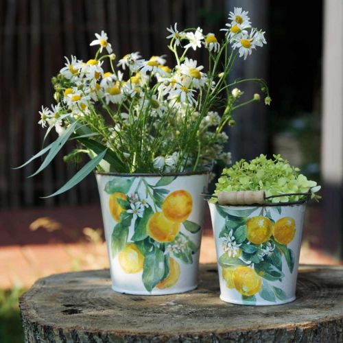 Floristik24 Balde decorativo limões floreira mediterrânea Ø13,5/11/9cm A14/11,5/cm conjunto de 3