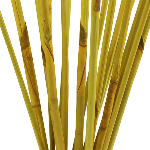 Floristik24 Bastões decorativos Elefante Reed Amarelo 20 un