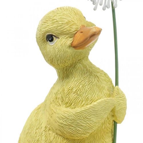 Floristik24 Decoração primaveril, patinhos com dente de leão, figura decorativa Alt. 13,5cm