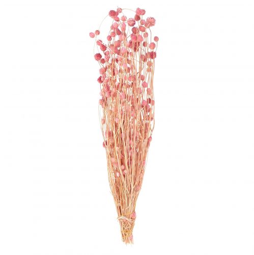 Itens Decoração de cardo morango velho rosa flores secas rosa 50cm 100g