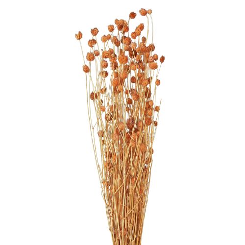 Cardo morango flores secas cardo decoração terracota 68cm 85g