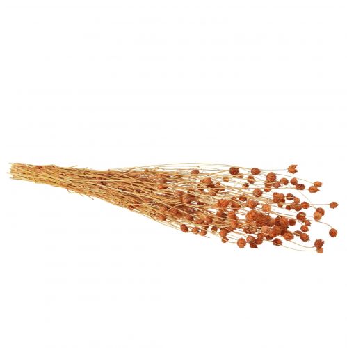 Itens Cardo morango flores secas cardo decoração terracota 68cm 100g