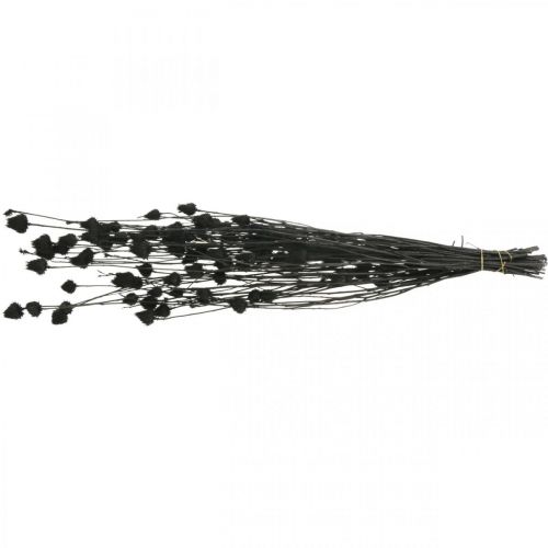 Itens Flores secas cardo preto seco morango cardo 100g