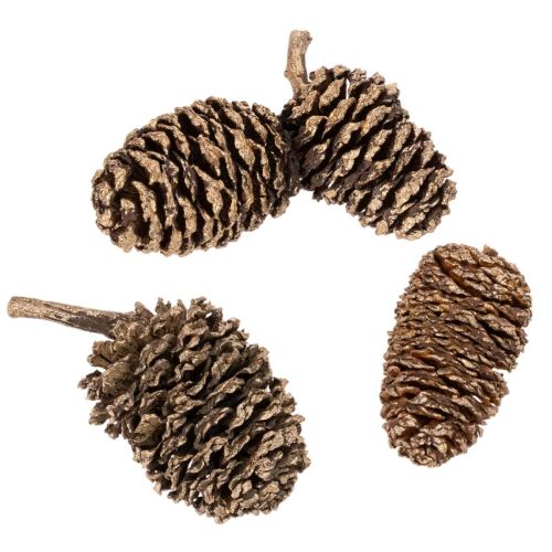Pinhas de amieiro, produto