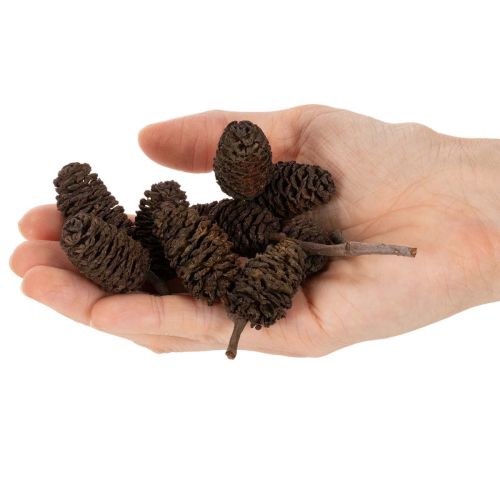Pinhas de amieiro naturais, soltas, para decoração, 3cm, 300g, marrom natural. | Floristik24.pt