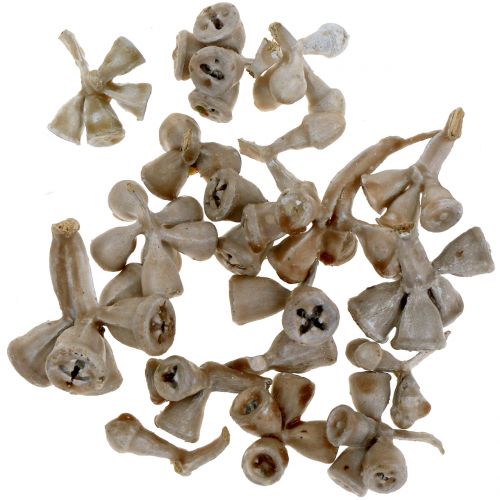 Floristik24 Frutos de eucalipto encerados marrom-acinzentados 250g