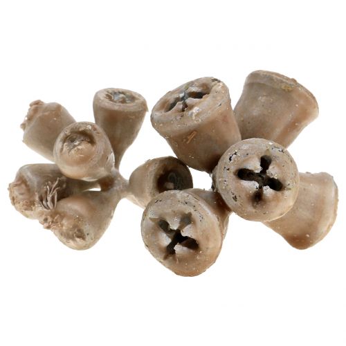Floristik24 Frutos de eucalipto encerados marrom-acinzentados 250g