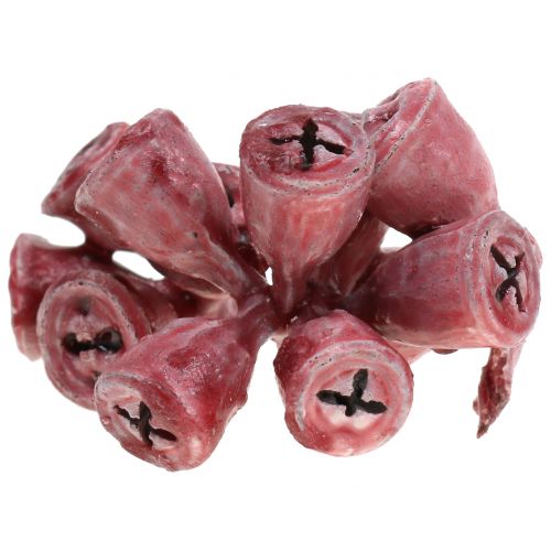 Floristik24 Frutos de eucalipto encerados de vermelho 250g