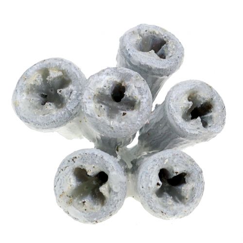 Floristik24 Frutos de eucalipto encerados de branco 250g