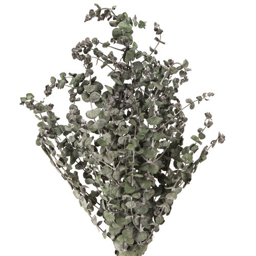 Itens Eucalipto Folhas Ramos Preservados Redondo Verde 150g