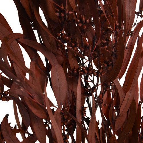 Itens Eucalipto Preservado Ramos de Eucalipto Vermelho, Marrom 56cm 135g