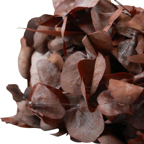 Floristik24 Coroa de eucalipto coroa natural eucalipto preservado vermelho Ø33cm
