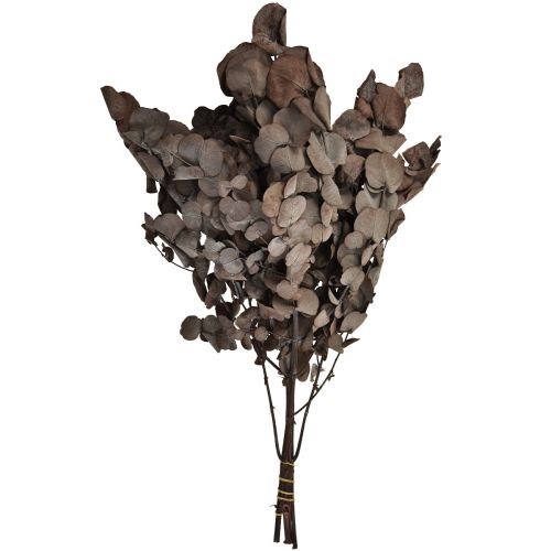 Itens Ramos De Eucalipto Eucalipto Preservado Vermelho L49cm 120g