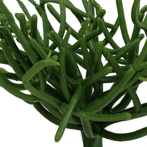 Itens Euphorbia pick verde 19 cm 4 unidades