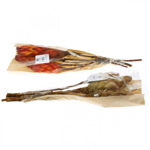 Floristik24 Protea Mix, Flores Secas Respens Natural/Vermelho 13 un