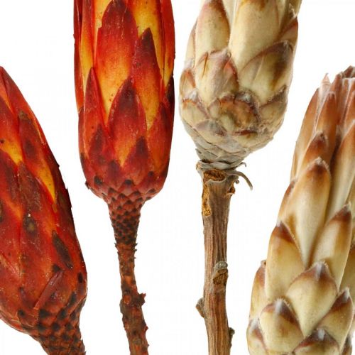 Floristik24 Protea Mix, Flores Secas Respens Natural/Vermelho 13 un