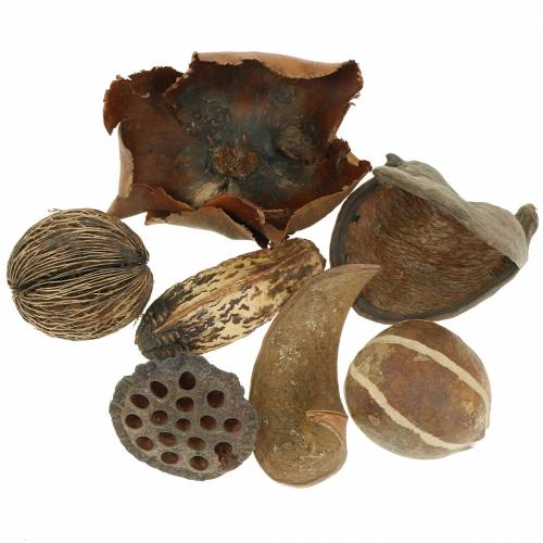 Floristik24 Natureza de alcance exótico na rede 200g