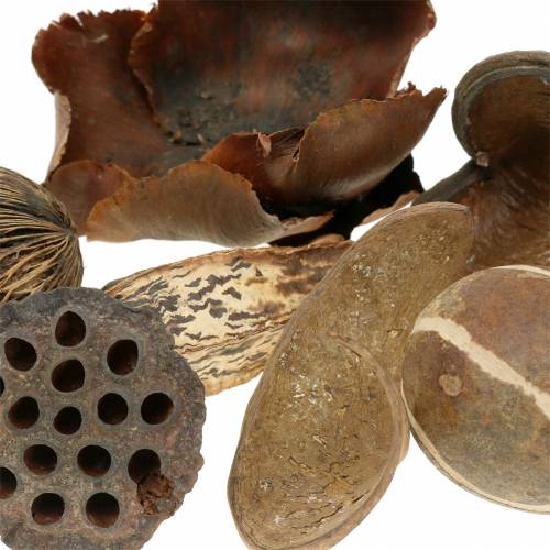 Floristik24 Natureza de alcance exótico na rede 200g