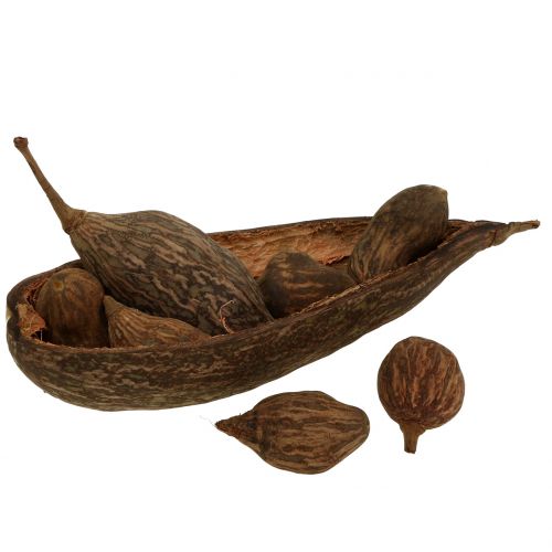 Floristik24 Mix de frutas baobá com tigela 300g