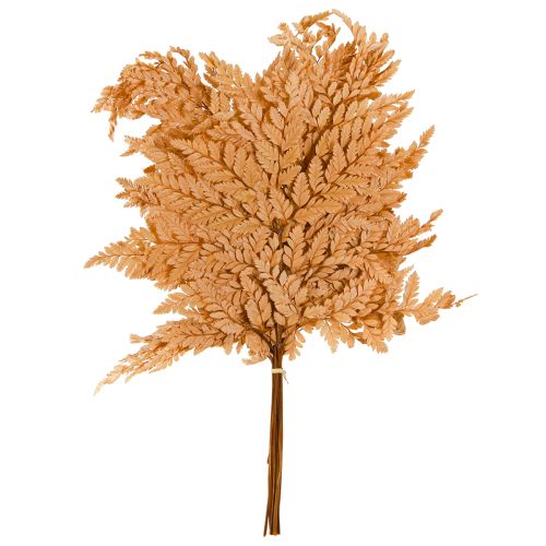 Itens Decoração de samambaia Folhas de samambaia reais Laranja preservada 45cm 10 unidades