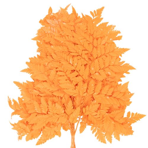 Folhas de samambaia secas e preservadas para arranjos florais e decoração de outono, 42 cm, 10 peças | Floristik24.pt