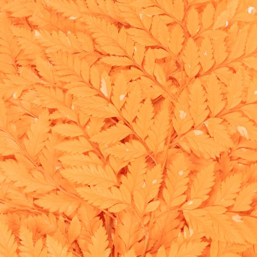 Folhas de samambaia secas e preservadas para arranjos florais e decoração de outono, 42 cm, 10 peças | Floristik24.pt