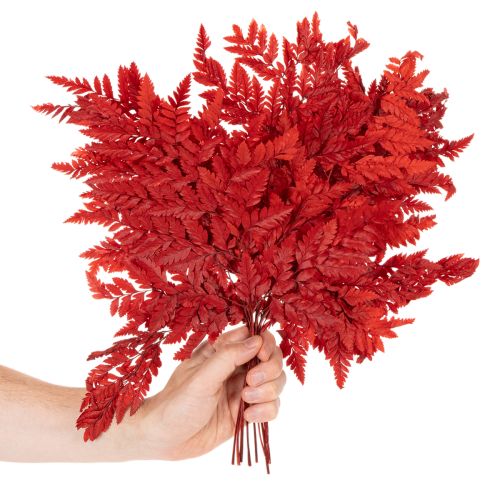 Folhas de samambaia preservadas e tingidas, samambaia verdadeira para arranjos de outono, 42 cm, 10 peças | Floristik24.pt
