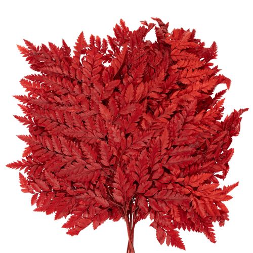 Folhas de samambaia preservadas e tingidas, samambaia verdadeira para arranjos de outono, 42 cm, 10 peças | Floristik24.pt