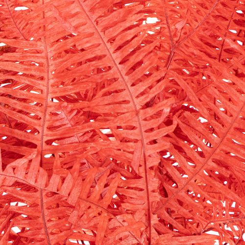 Samambaias, flores secas preservadas, decoração de outono, 60 cm, 10 peças | Floristik24.pt