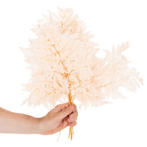Decoração de samambaia seca para vaso de 42 cm, 10 peças | Floristik24.pt