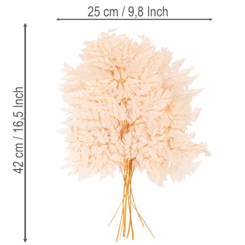 Decoração de samambaia seca para vaso de 42 cm, 10 peças | Floristik24.pt