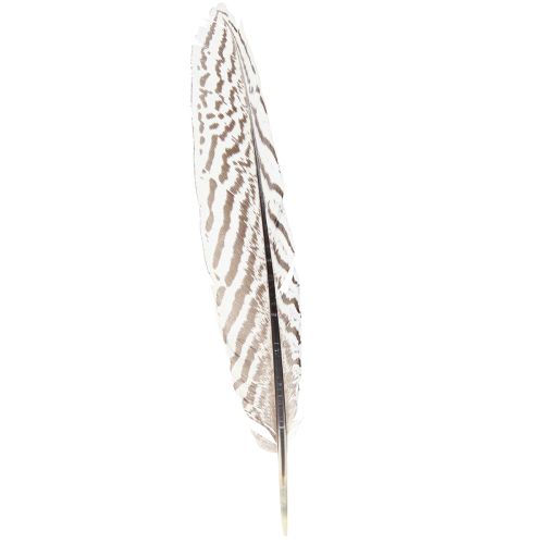 Itens Penas de faisão para artesanato marrom bege natural 20 cm 20 unidades