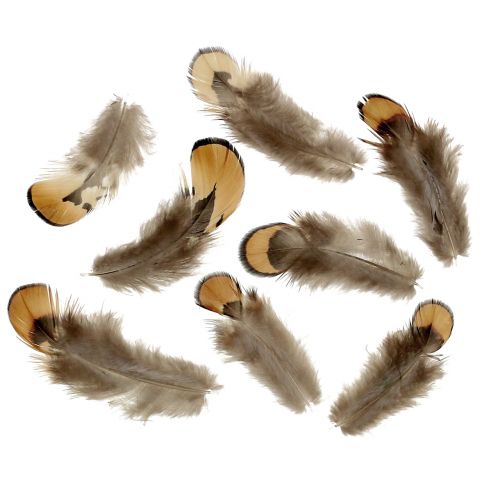 Floristik24 Mistura de penas naturais 12g