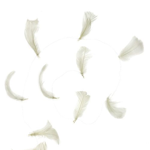 Floristik24 Pluma em creme de arame 10m
