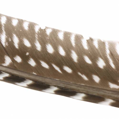 Floristik24 Penas naturais 18 - 24cm 10g