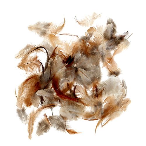 Floristik24 Tipo de pena. 5-15 cm natureza 228 peças