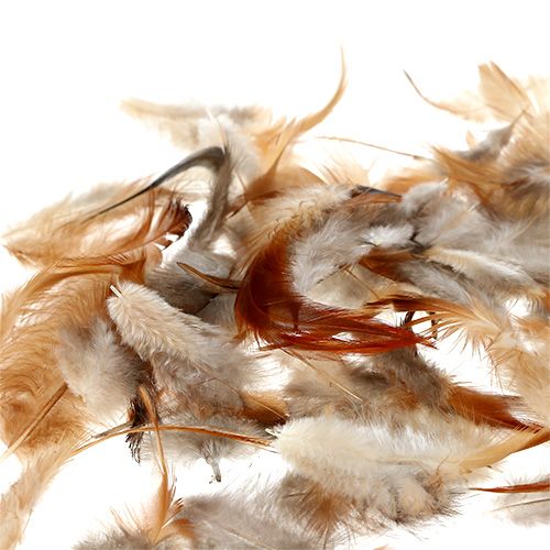 Floristik24 Tipo de pena. 5-15 cm natureza 228 peças