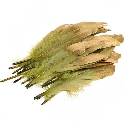 Floristik24 Penas para artesanato, penas decorativas, verde-ouro, C16–20cm, 24 peças