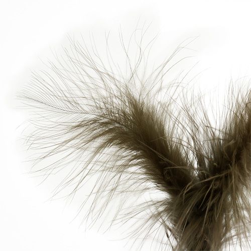Floristik24 Penas para colar 30cm marrom 12pcs