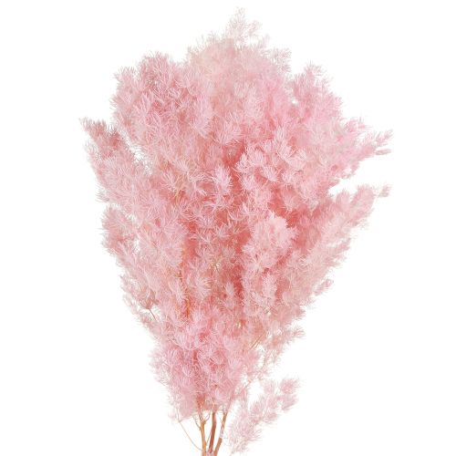 Itens Aspargos Pena Decoração Seca Aspargos Rosa 55-70cm 100g