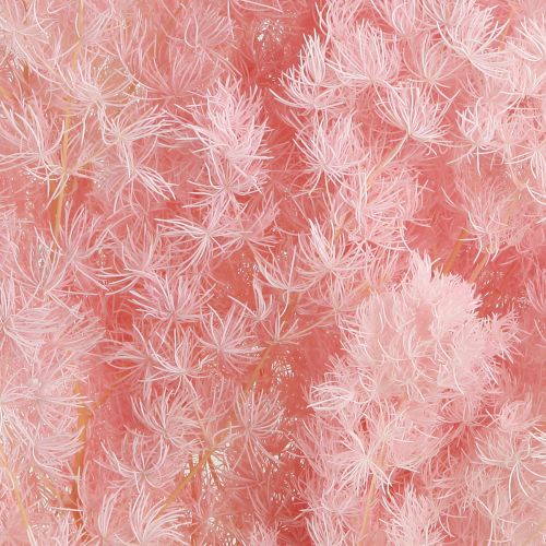 Itens Aspargos Pena Decoração Seca Aspargos Rosa 55-70cm 100g