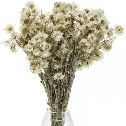 Itens Mini Flor de Palha Flor Seca Branca Flor Deco Rock H20cm 15g