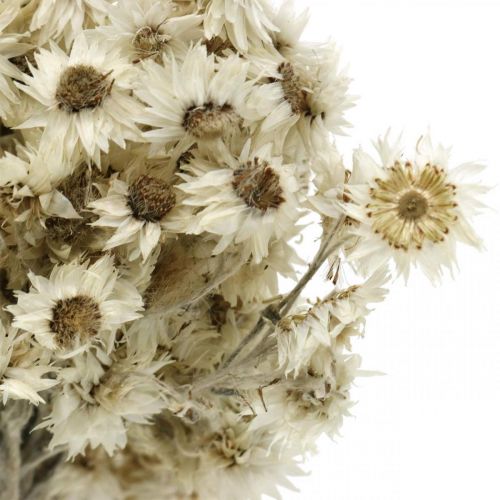 Floristik24 Mini Flor de Palha Flor Seca Branca Flor Deco Rock H20cm 15g