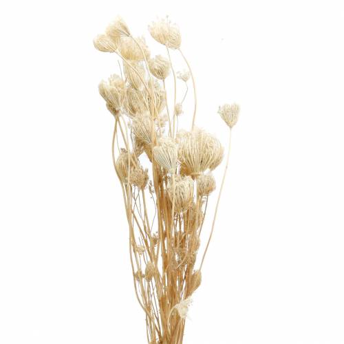 Floristik24 Erva-doce flores secas branqueadas 100g