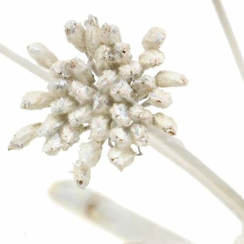 Floristik24 Ramo decorativo de erva-doce infructescence branco encerado H22cm