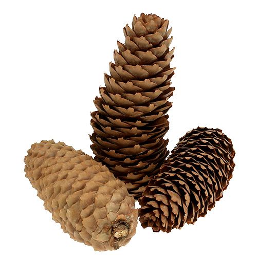 Itens Pinhas de abeto naturais pinhas 5kg