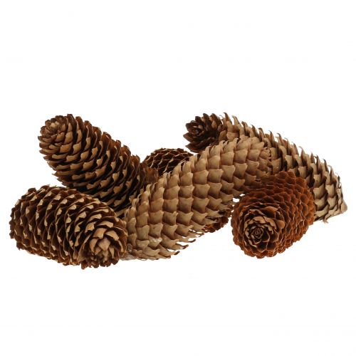 Floristik24 Cones de abeto naturais 13 cm 12 unidades