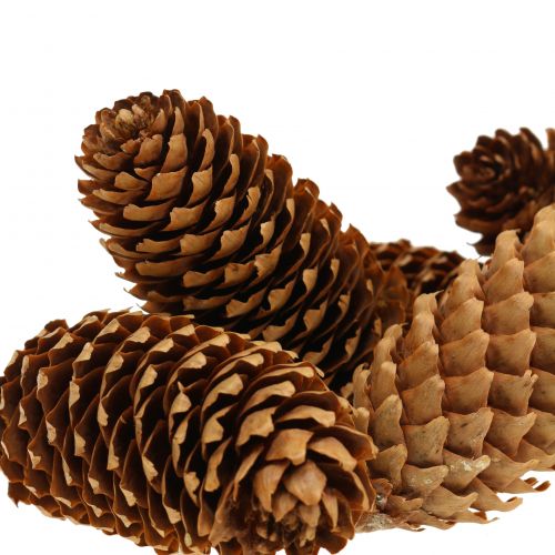 Floristik24 Cones de abeto natureza 13cm 12 un