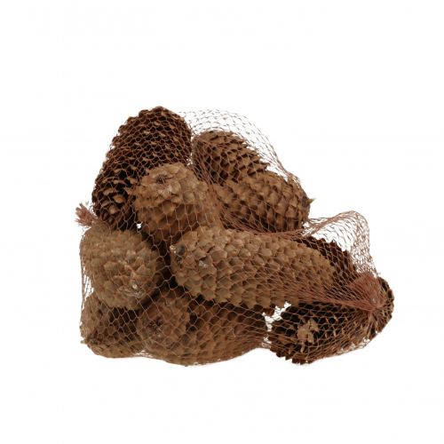 Floristik24 Cones de abeto natureza 13cm 12 un